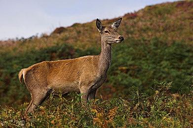 任天堂认为NFT领域很有潜力 但还不知道该怎么做