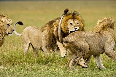 FromSoftware正为多个项目招募大量开发人员